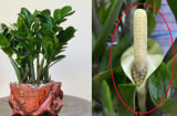 Cây kim tiền kỵ nhất người thuộc 2 mệnh này: Cố tình trồng là dễ nghèo bền vững, của cải trôi hết