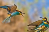 Người sinh vào 3 tháng Âm lịch này, tuổi trẻ gian nan, nhưng trung niên tài lộc ào ào đổ về