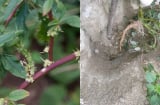 Cây rau dền gai: Cứ tưởng chỉ ăn lá, ai ngờ rễ mới là 'mỏ vàng' giúp nông dân đổi đời