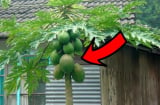 Trồng cây đu đủ trước cửa nhà có thu hút Tài Lộc về cho gia chủ không?