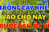 Vị trí trồng khế tốt nhất: Chỉ cần 1 cây ở vị trí này tiền vào như nước, sung túc trọn đời