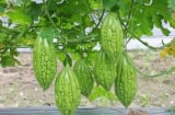 2 loại rau “thần dược” giúp người Nhật sống thọ, rẻ bèo chỉ 5.000 đồng bán đầy chợ Việt