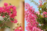 Vì sao nhà giàu xưa thích trồng cây Hoa Tường Vi trước nhà? Ý nghĩa bất ngờ của loài hoa này