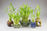 3 cây cảnh phong thủy này, đứng đầu trong bảng đem lại may mắn, phát tài, phát lộc và giúp gia đình hưng thịnh