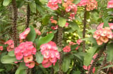 Trong nhà đừng trồng 3 loại cây cảnh này, người khỏe mạnh, tài lộc sung túc
