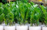 Làm mãi không giàu, gia đình lục đục? Hãy tránh ngay những điều kiêng kỵ trước cửa nhà