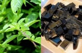 “Loại cỏ dại” bỗng thành đặc sản giải nhiệt mùa hè, giá 150.000 đồng/kg, trồng dễ lời cao khiến dân tình tranh nhau săn