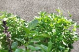 Loại rau quen thuộc 'lên đời' thành Cây cảnh Phong Thủy, trồng 1 chậu nhỏ giúp tăng sức khỏe, Thu Tài hút lộc