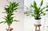 Cây Thiết Mộc Lan kỵ với người mệnh này, trồng trong nhà dễ hao tài tán lộc