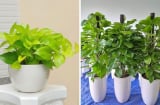 Có nên trồng cây trầu bà trong nhà?