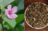 Ké hoa đào: Loài cây từng bị nhổ bỏ không thương tiếc, nay thành “vàng khô” giá 500.000 đồng/kg