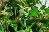 Rau sam: Rau dại rẻ tiền nhưng lợi ích tuyệt vời, thành đặc sản thời hiện đại, thấy nhớ mua ngay