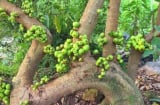 Trồng cây sung có ý nghĩa phong thủy gì? Vì sao người xưa trồng cây sung bên cạnh cây vạn tuế và lộc vừng?