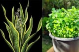 5 cây cảnh trong nhà nở hoa Báo Điềm Gở, Xử lý ngay kẻo Hao Tài Tốn Lộc, Khó Giàu Sang