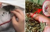 Bỏ nắm lá này vào phòng ngủ: Muỗi nhiều đến mấy cũng bay xa, không cần vượt muỗi hay phun thuốc