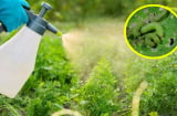 Cách làm thuốc trừ sâu từ các nguyên liệu tự nhiên, vừa hiệu quả, vừa tiết kiệm, an toàn