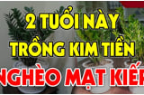 Cây Kim Tiền Hút Tài Lộc:  2 tuổi này tuyệt đối không nên trồng, cây càng xanh người càng suy