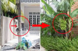 Nhà nghèo đừng chặt bỏ 3 cây, con cháu no đủ 3 đời, là cây gì?
