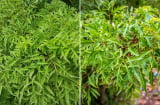 Trồng cây Đinh Lăng đúng vị trí này, cây càng xanh tốt, gia đình càng thịnh vượng, lắm tiền nhiều của
