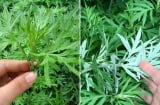 Vì sao các cụ dạy nhà to hay nhỏ, giàu hay nghèo đều nên trồng ngải cứu trước nhà?