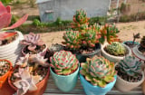 7 loại cây trồng trong nhà vừa đẹp, vừa tốt cho sức khỏe, giúp trị bệnh, lại có ý nghĩa phong thủy tốt lành