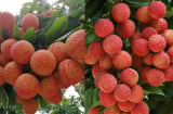 Mùa quả vải chín, giàu dinh dưỡng nhưng 7 nhóm người nên hạn chế ăn vải