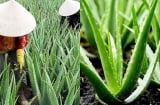 Nghề lạ ở Việt Nam: Trồng cây nha đam – “lộc trời” từ cây dại thành đặc sản giải nhiệt mùa hè