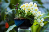 5 loại hoa giúp đánh thức tài lộc, nên đặt ở bàn thờ Thần Tài