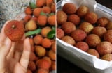 Bảo quản vải thiều theo cách này, để cả năm vẫn tươi ngon, không bị thâm vỏ