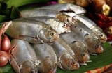 Thấy 7 loại cá này ở chợ phải mua ngay: Dinh dưỡng ngang nhân sâm, rẻ hơn tổ yến, lại không hóa chất