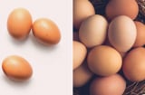 Vì sao quả trứng luôn có một đầu to và một đầu nhỏ?