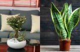 3 loại cây đặt phòng khách giúp gia chủ hút lộc tiền vào như nước, nghèo đến mấy cũng nên trồng 1 chậu