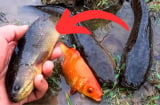 5 loại cá 'ngậm' đầy thủy ngân, chợ bán rẻ cũng đừng dại mua về