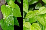 Lá trầu không là vị thuốc quý: Bác sĩ chỉ 7 bài thuốc hay từ lá trầu không
