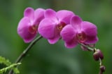Những ý nghĩa đặc biệt của hoa phong lan màu tím không phải ai cũng biết