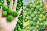 Sấu mua về đừng bỏ ngay vào tủ lạnh, làm theo cách này, để cả năm vẫn tươi ngon