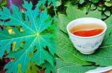Uống nước lá đu đủ trị bệnh gì?