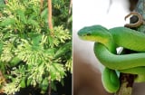 4 loại cây quen thuộc thu hút rắn, tránh trồng quanh nhà