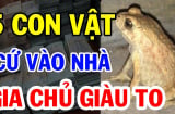 5 con vật vào nhà mang theo Tài Lộc: Bước vào nhà nào nhà đó giàu có, đó là con gì?