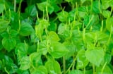 Loại rau mọc dại mang tên động vật, giàu canxi và cực kỳ bổ dưỡng