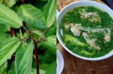 Rau đay – Loại rau dân dã giúp giải nhiệt, bồi bổ mùa hè, giá rẻ như cho