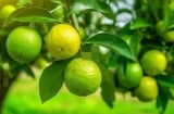 Tổ tiên dạy: Trong nhà có 2 loại cây này, không giàu cũng gặp phúc lộc đầy nhà – Ai cũng nên trồng