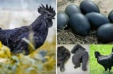Anh nông dân Việt nuôi giống gà đen như than, trứng bán giá 1 triệu/quả vẫn liên tục cháy hàng