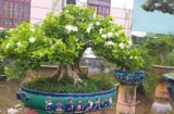Top 4 cây cảnh thơm ngát, đặt 1 chậu nhỏ ở phòng khách cả nhà ướp hương, hút tài, chiêu lộc rất tốt