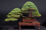 Trồng 5 cây cảnh trường thọ này trong sân, gom tài lộc, bảo vệ gia đình, gìn giữ phước lành