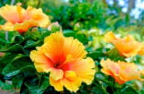 3 cây cảnh không nên trồng ban công, kẻo gia đình dễ gặp xui xẻo, tai ương