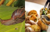 Ốc sên hoa – Đặc sản từng bị nhiều người sợ “khiếp vía”, giờ gây sốt với giá chỉ 120.000 đồng/kg