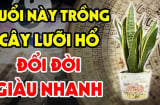 3 tuổi trồng lưỡi hổ Tiền - Tài kéo về, 2 tuổi đại kị trồng là mất Lộc