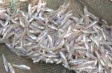 Đi chợ gặp 6 loại cá tự nhiên này mua ngay kẻo hết: Rẻ hơn thịt, bổ ngang nhân sâm tổ yến
