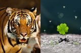 3 con giáp phá bế tắc: Tháng 7 tài vận tụ lại, tháng 8 lương thưởng tang, tháng 9 đỉnh cao viên mãn